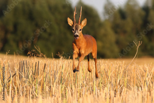 Obraz na płótnie Sarna europejska (Capreolus capreolus) roe deer w salonie