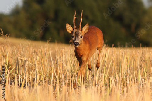 Obraz na płótnie Sarna europejska (Capreolus capreolus) roe deer w salonie