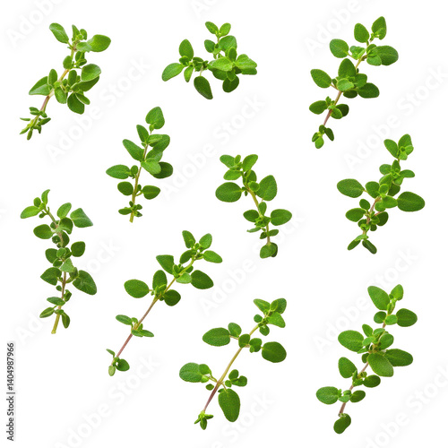 Fresh thyme leaves displayed on a Transparent background for culinary and health purposes, thyme leaves isolated on PNG background