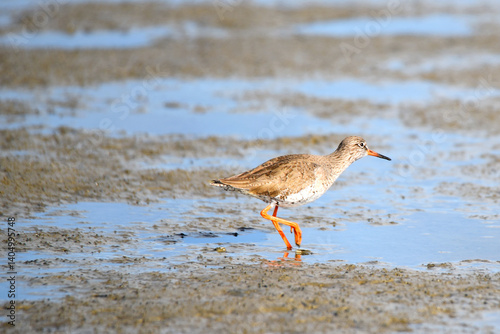 Westoever, the Netherlands. march 5, 2025. Wading birds looking for food on the mudflats.