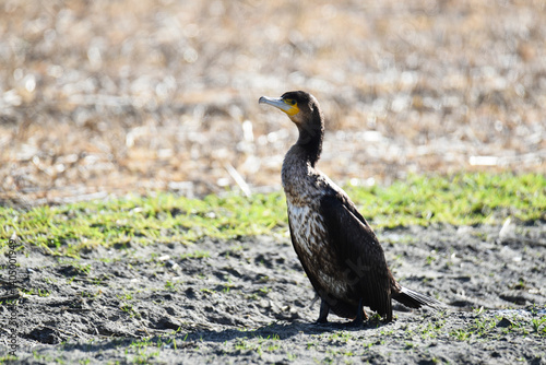 Westoever, the Netherlands. march 5, 2025. Wading birds looking for food on the mudflats.