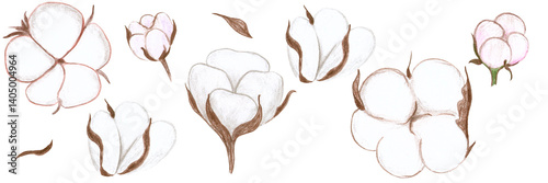 beige light cotton flower with brown leaves, raster hand drawing with colored pencils, decorative element. white background