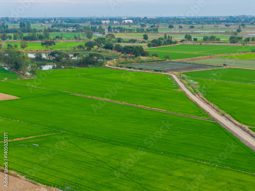 Aerial view of vibrant green rice fields
