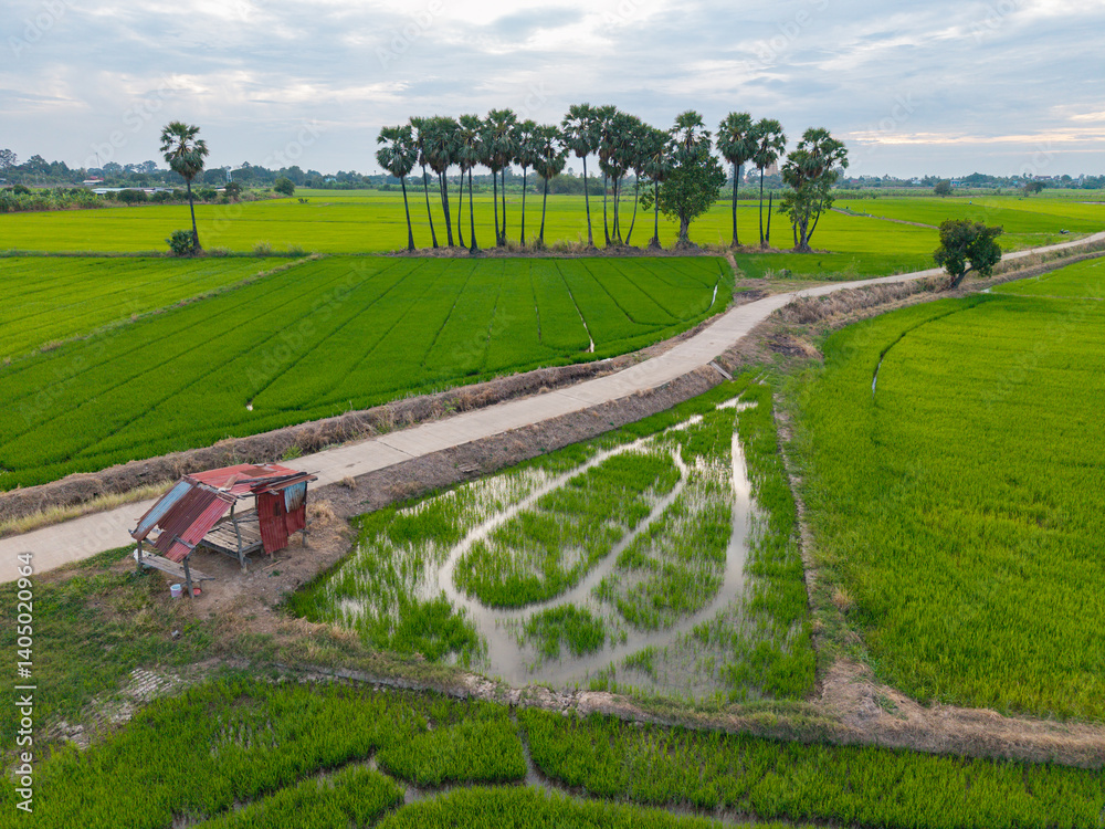 Aerial view of vibrant green rice fields Aerial view of vibrant green rice fields