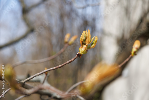 Horse chestnut buds opening on tree branch in early spring. Macro photography with natural background. Springtime holidays. Design for postcard, greeting card, wallpaper, banner. Macro shot