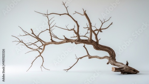Isolated dry tree branch on a white background.