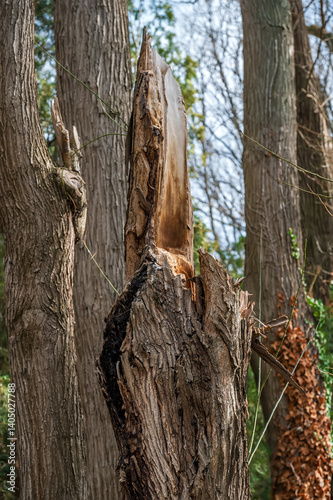 a severely damaged tree trunk in a wooded area.