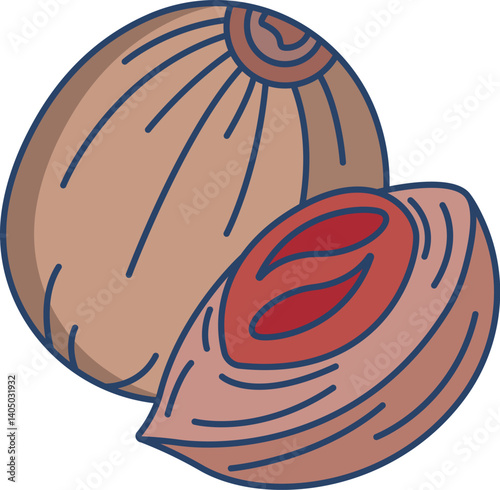 nutmeg Illustration on a white background     