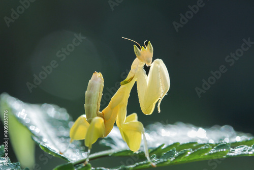 close up of yellow orchid mantis