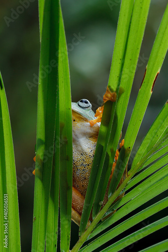 green frog on a leaf
