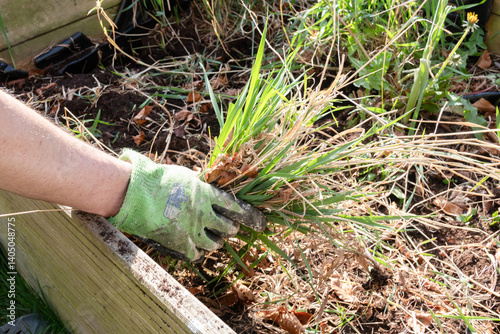 Hand in glove pulling weeds out of a raised bed in a garden or yard.