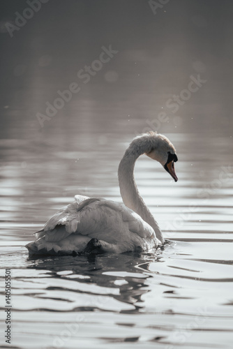 Fototapeta Naklejka Na Ścianę i Meble -  Beautiful white swan on a lake