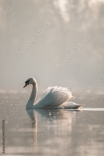 Fototapeta Naklejka Na Ścianę i Meble -  Beautiful white swan on a lake