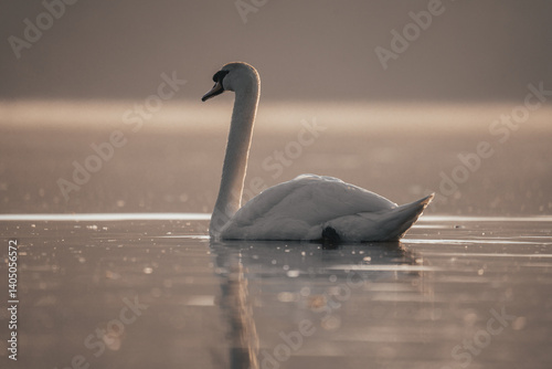 Fototapeta Naklejka Na Ścianę i Meble -  Beautiful white swan on a lake