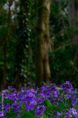 大紫羅欄花（おおむらさきざらんか）