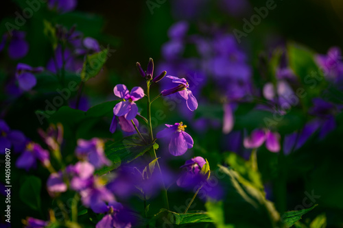 大紫羅欄花（おおむらさきざらんか）