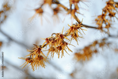 Witch hazel. Yellow flowers against the sky. Hamamelis mollis in early spring. Hazel Witch deciduous shrub. Flowering branches of Witch Hazel (Hamamelis virginiana) photo