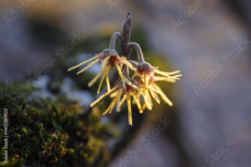 Schilderij op canvas Hamamelis mollis