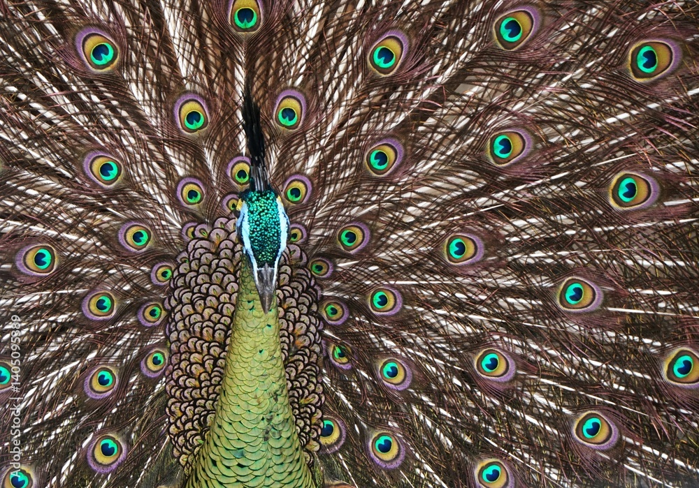 Obraz premium Beautiful peacock spreading its feathers, tail with unique and cool pattern like intimidating eyes