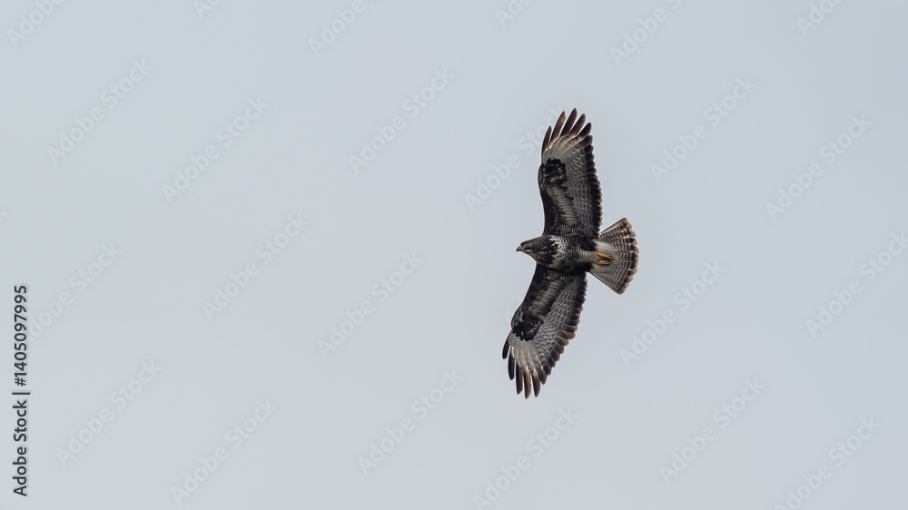 Fototapeta premium Fliegender Mäusebussard