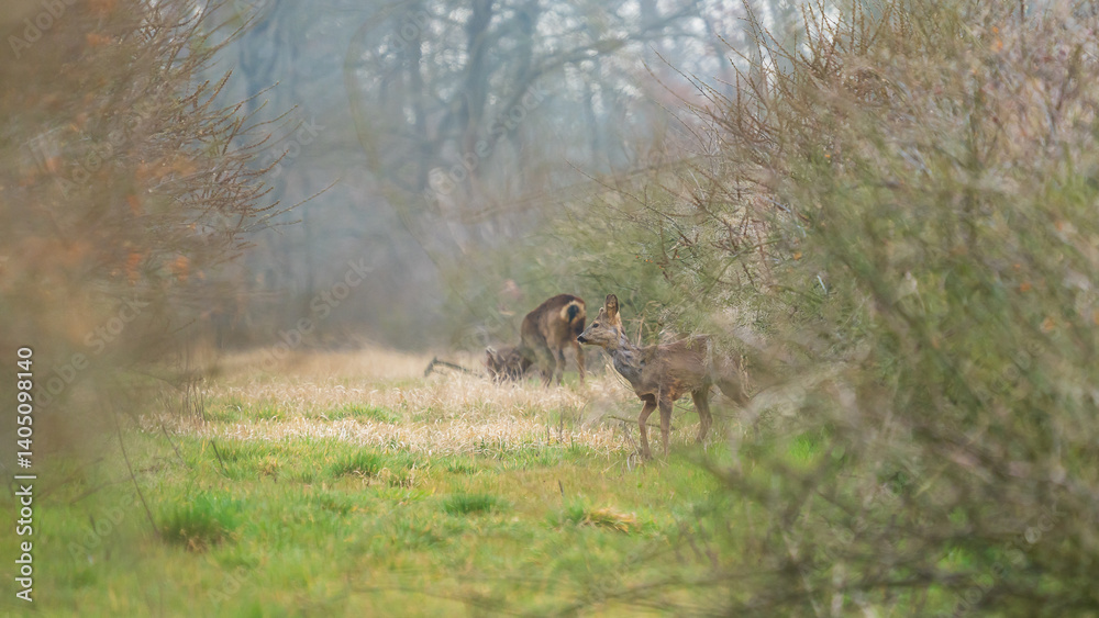 Roe deer in the wild Roe deer in the wild