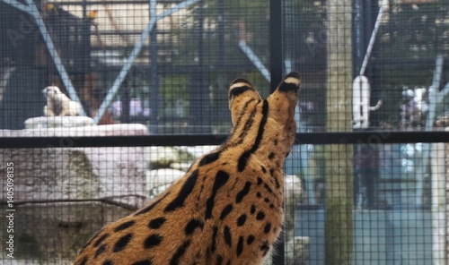 Obraz na płótnie beautiful serval sitting and relaxing on a rock, beautiful brown serval cat with