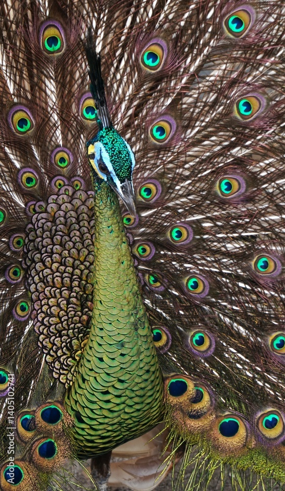 Obraz premium beautiful peacock spreading its tail, green peacock opening its tail, with a unique tail pattern like an eye