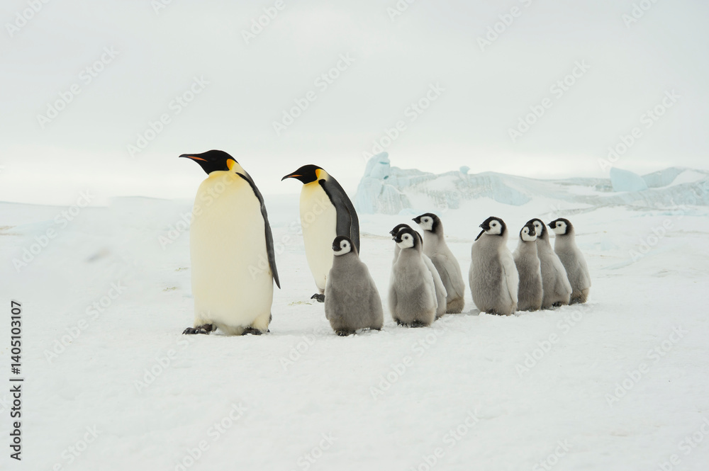 Obraz premium Emperor Penguins with chicks in Antarctica 