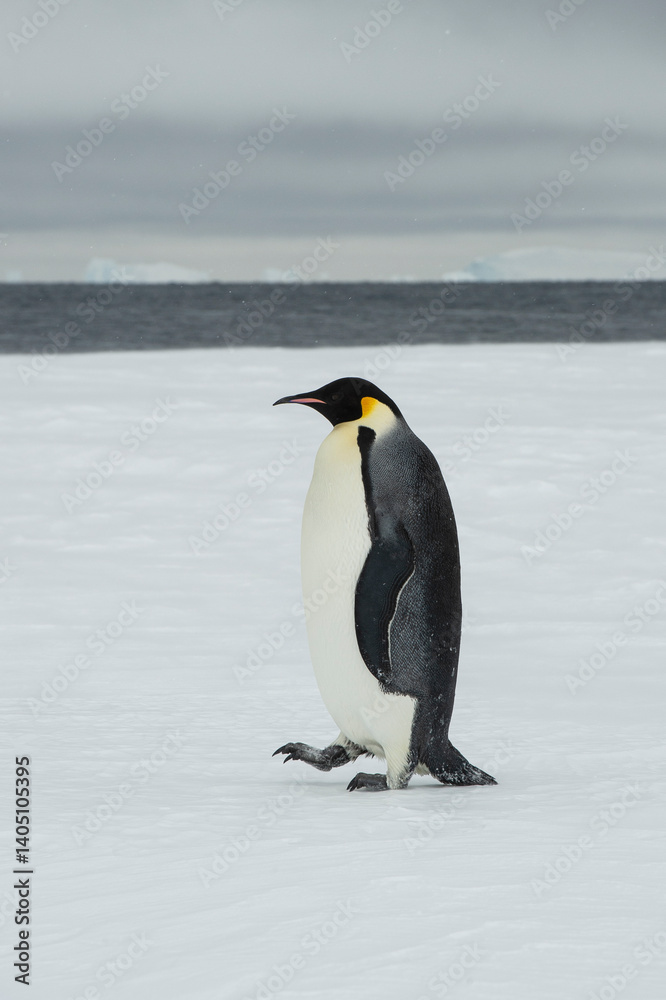 Fototapeta premium Emperor penguin. isolated on white background
