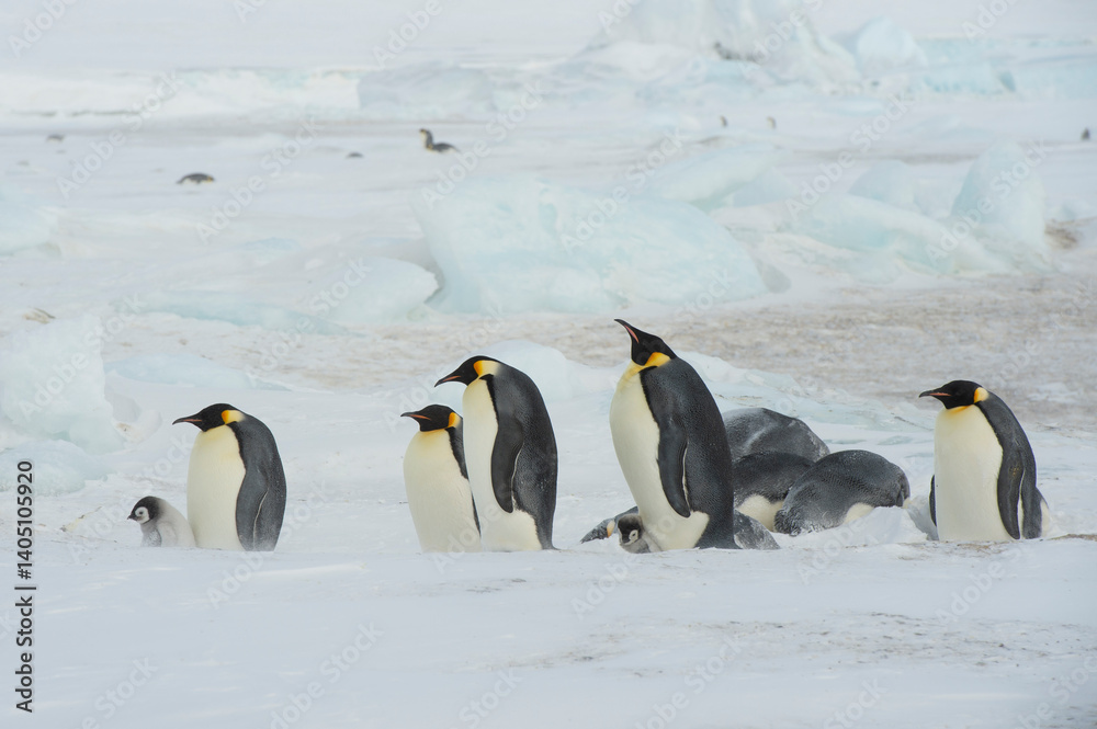 Obraz premium Emperor Penguins on the ice in Antarctica