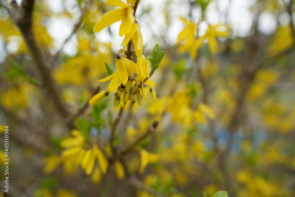 黄色のレンギョウの花 黄色のレンギョウの花