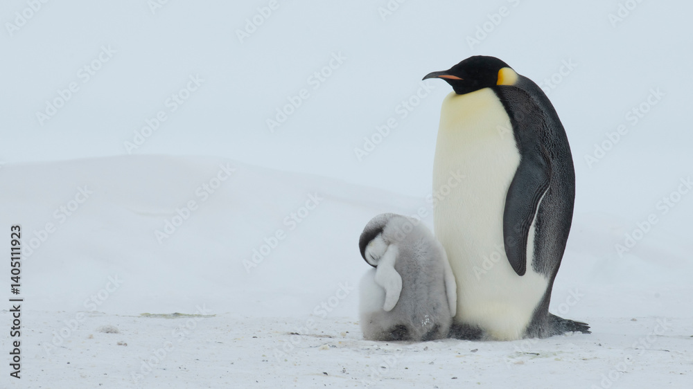 Obraz premium An Emperor Penguin with chick at the Emperor Penguin Colony at Snow Hill, Weddell Sea, Antarctica. October 2018. 