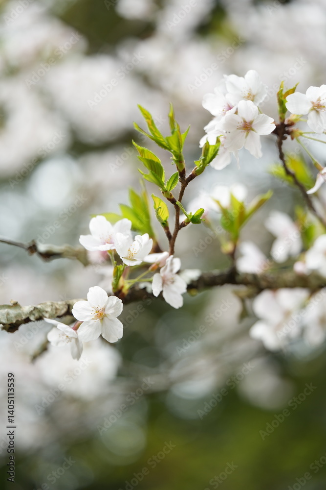 Obraz premium 桜の花が満開