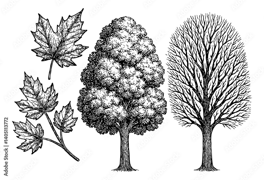 Illustration of tree branches and leaves in monochrome engraving style, isolated in white background.