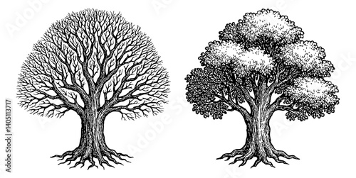 Two Trees Illustration, One with Leaves, One without Leaves, Vector Art in Black and White