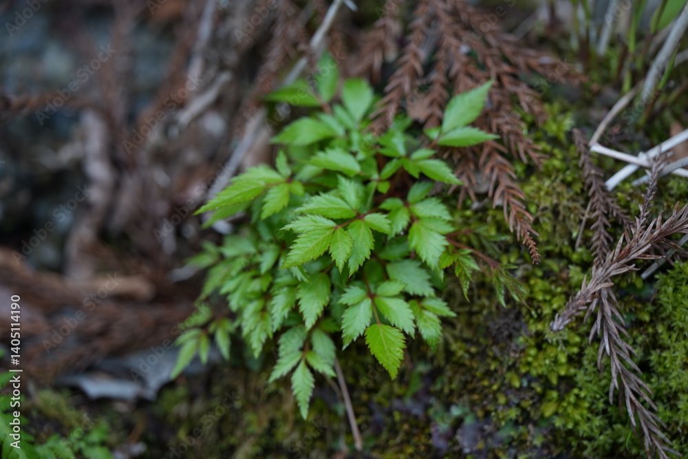 湿った場所に生息する草花 湿った場所に生息する草花