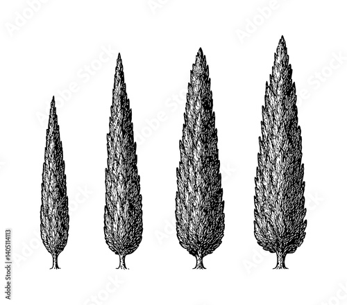 Engraved Illustration of Four Cupressus Trees with Different Sizes in Black and White