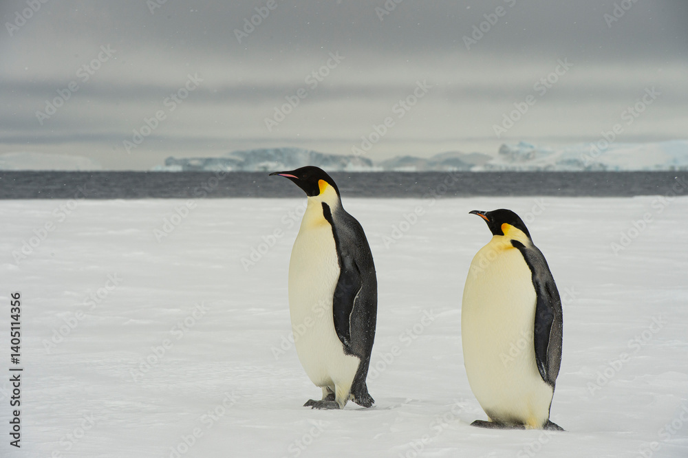 Obraz premium Emperor Penguins on the ice in Antarctica 