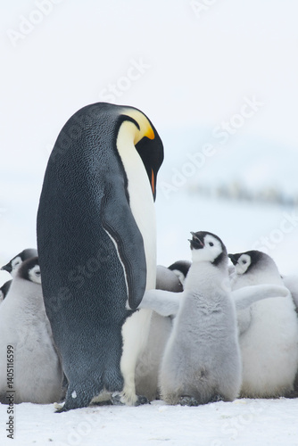 Colony of emperor penguins at Snow Hill Island, Weddell Sea, Antarctica, Polar Regions