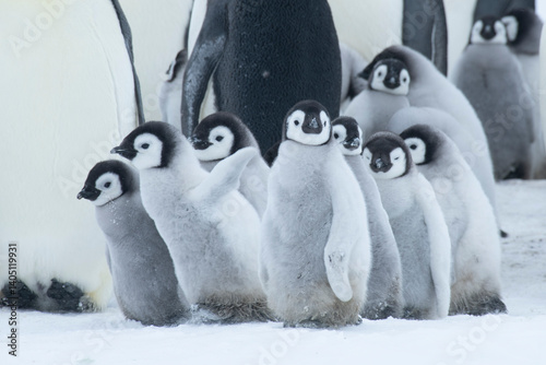 Colony of emperor penguins at Snow Hill Island, Weddell Sea, Antarctica, Polar Regions