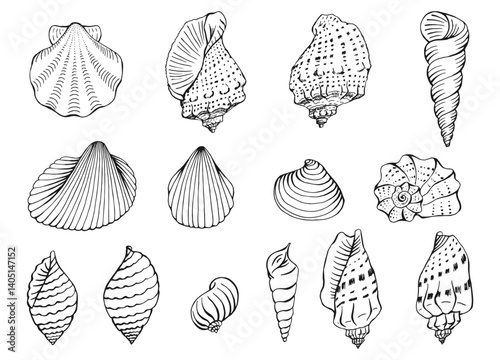 Set of seashells. Hand drawn vector illustration.