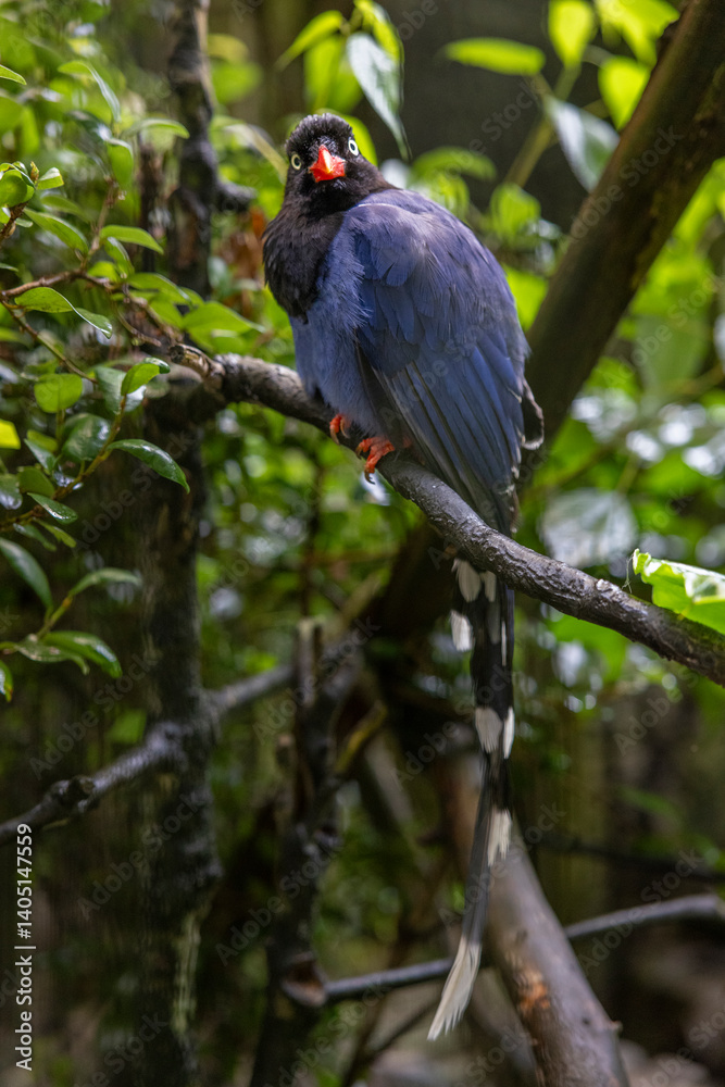 Obraz premium The Formosan blue magpie, a species endemic to Taiwan, is indeed loved by everyone because of its special identity and beautiful appearance.