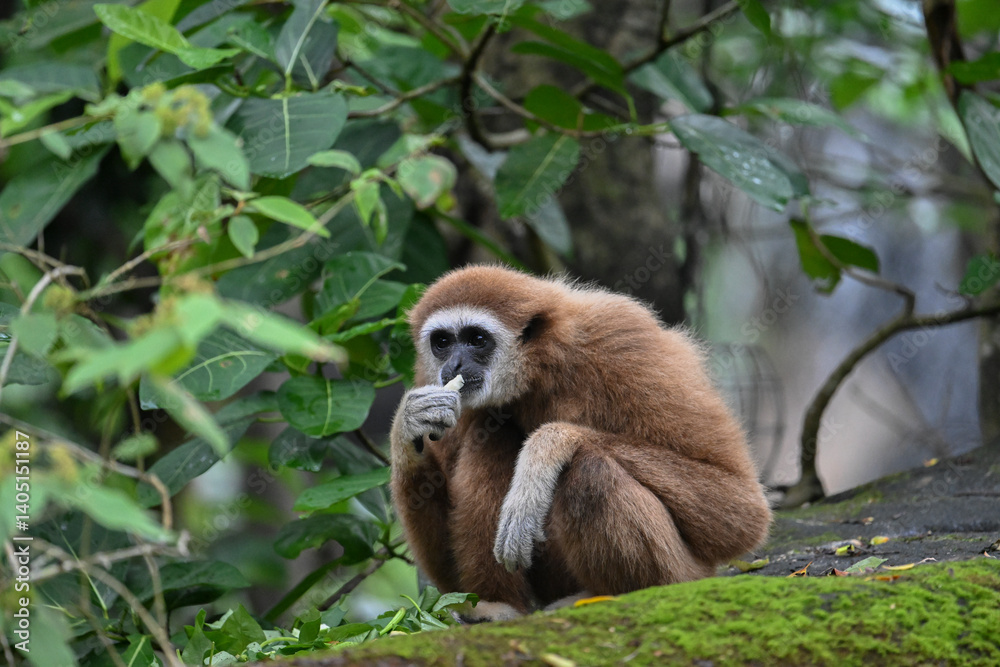 Fototapeta premium The white-handed gibbon spends most of the day foraging and resting in the forest canopy. It has long arms like other gibbons, which allow it to swing through the trees.