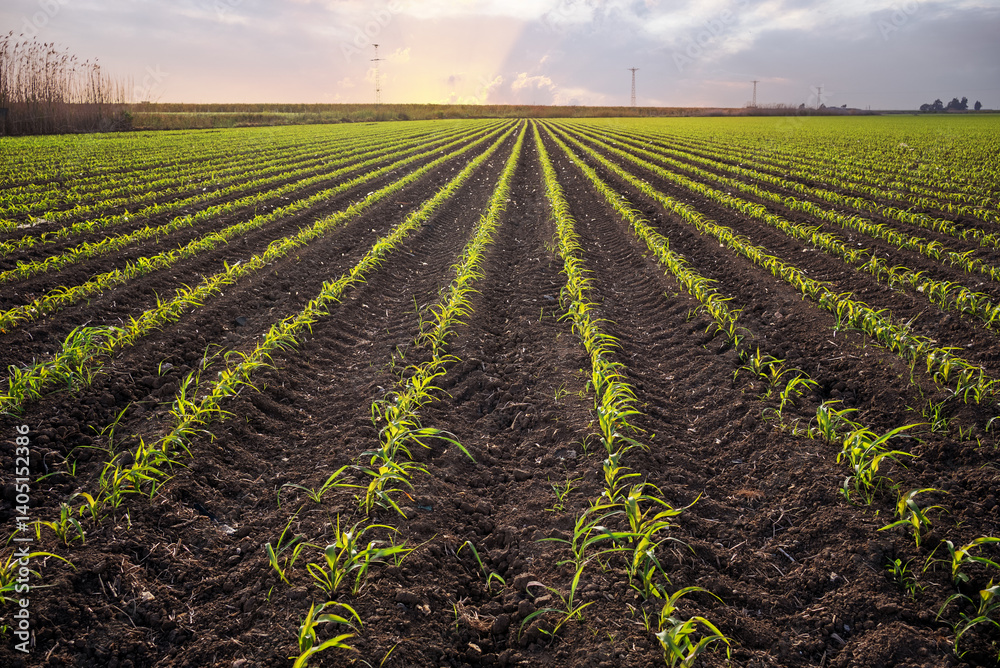 Obraz premium young corn plants on cornfield against sunset.