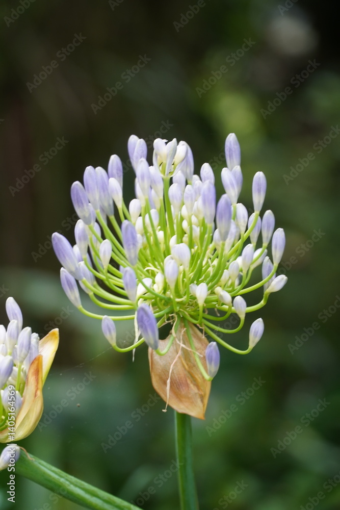 Preblooming Lily of the Nile captured in Sydney Garden Preblooming Lily of the Nile captured in Sydney Garden