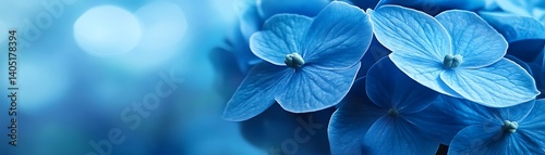 Close up of blue hydrangea with blurred background, to symbolize purity or tranquility