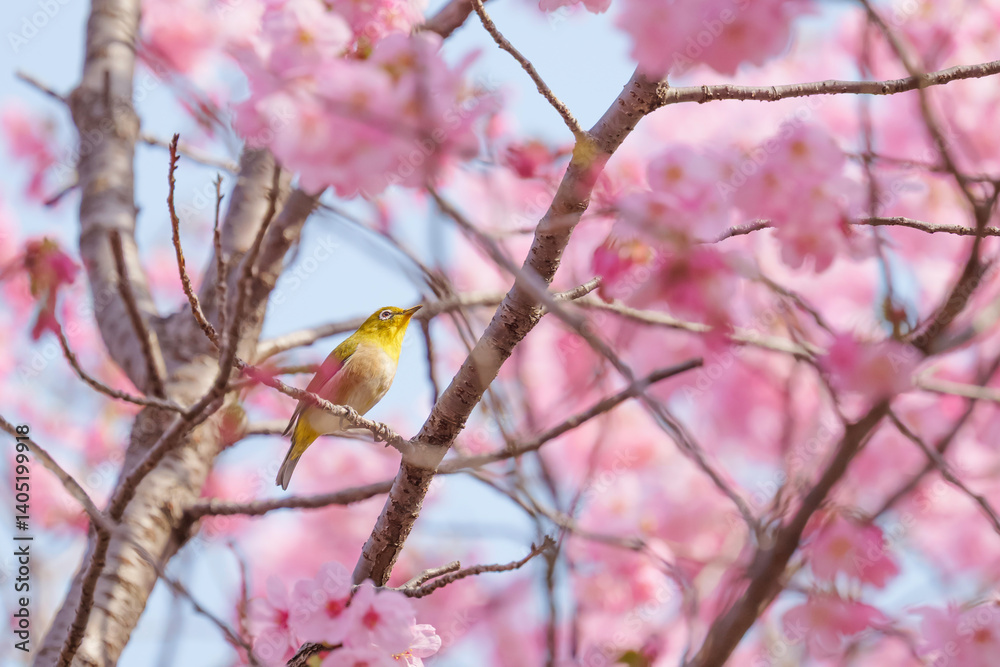 Chickadees tasting cherry flower honey, spring scenery
Chickadees tasting cherry flower honey, spring scenery