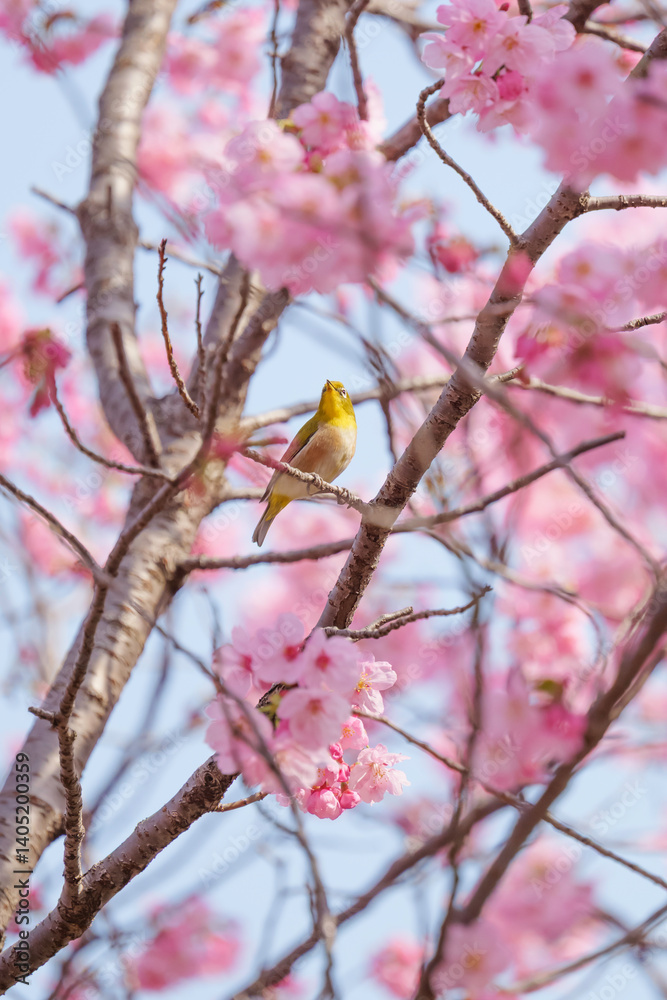 Chickadees tasting cherry flower honey, spring scenery
Chickadees tasting cherry flower honey, spring scenery