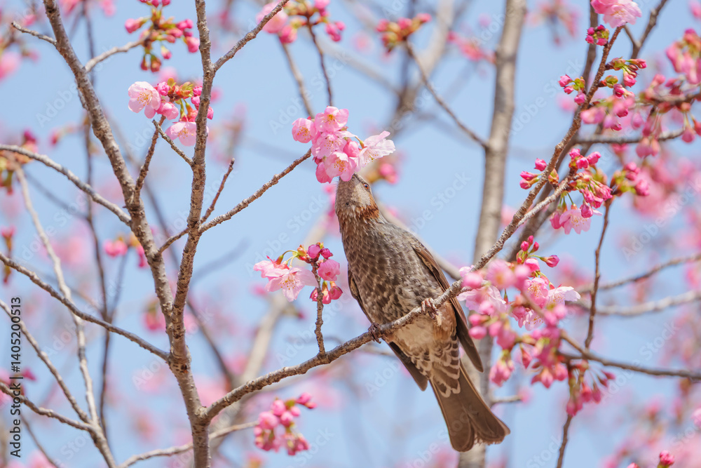 Chickadees tasting cherry flower honey, spring scenery Chickadees tasting cherry flower honey, spring scenery