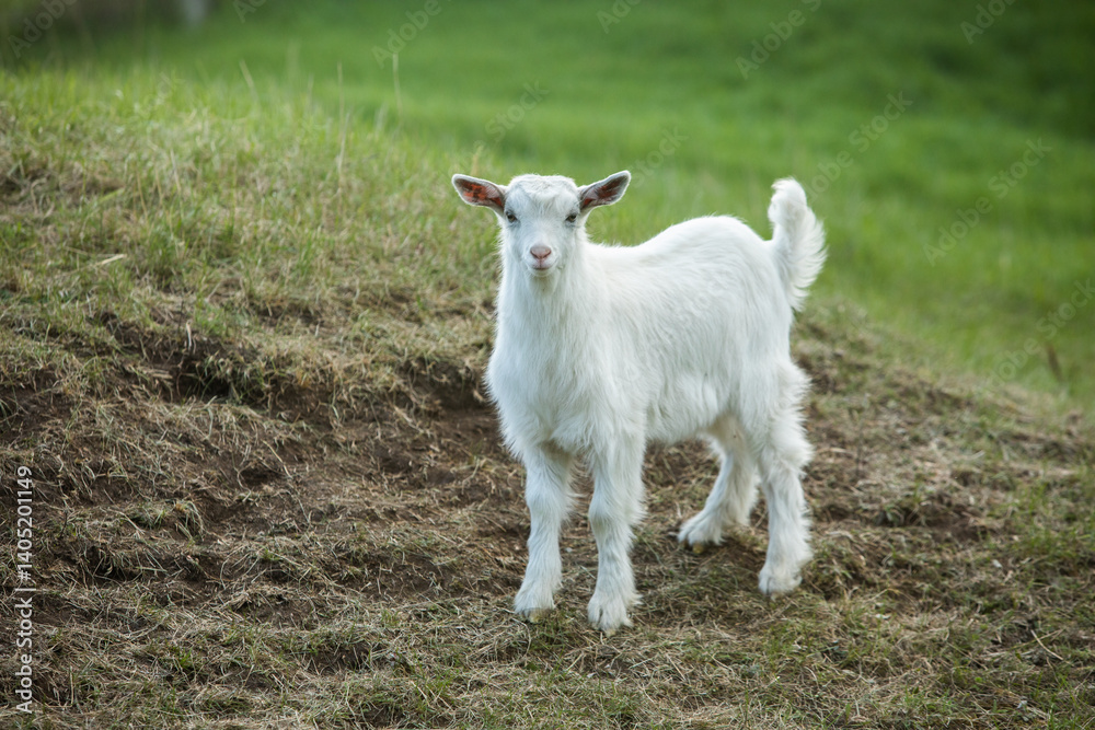 White baby goat on a green meadow in the summertime.